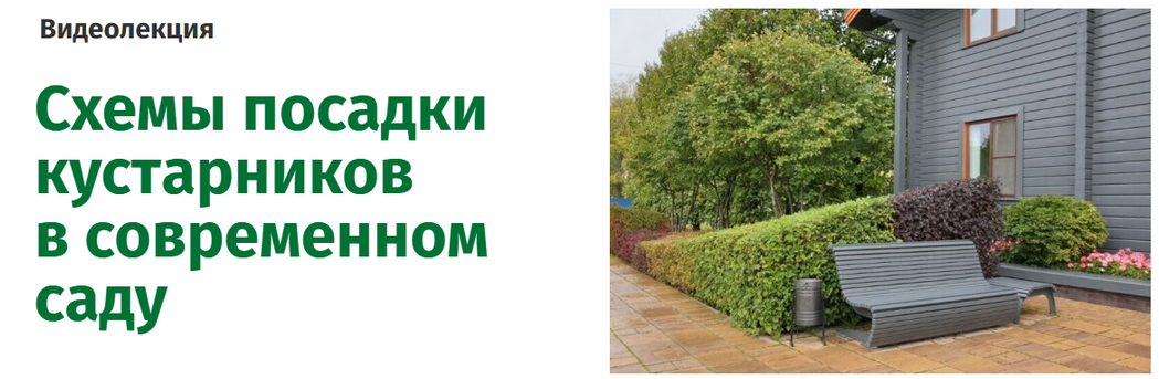 [Наталья Мягкова] Схемы посадки кустарников в совр_0.png